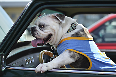 [5-Aug_20_Bulldog.jpg]